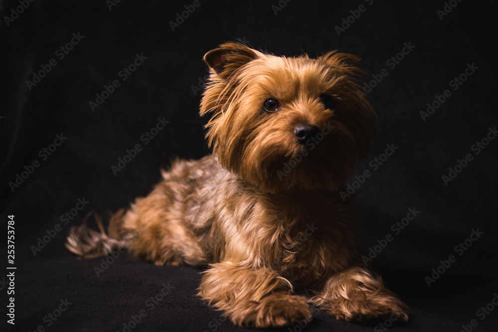 dog, yorkshire terrier, on a black background