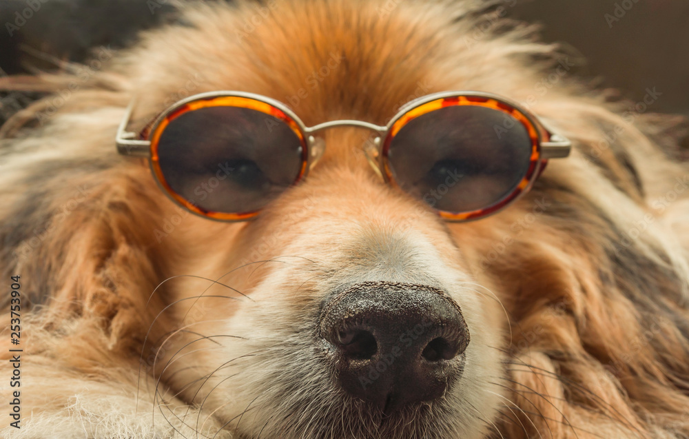 Urlaub Hund cooler Collie mit Sonnenbrille Tierportrait - Holiday dog cool collie with sunglasses animal portrait