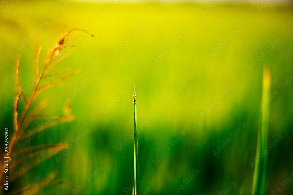Green grass background Green grass background