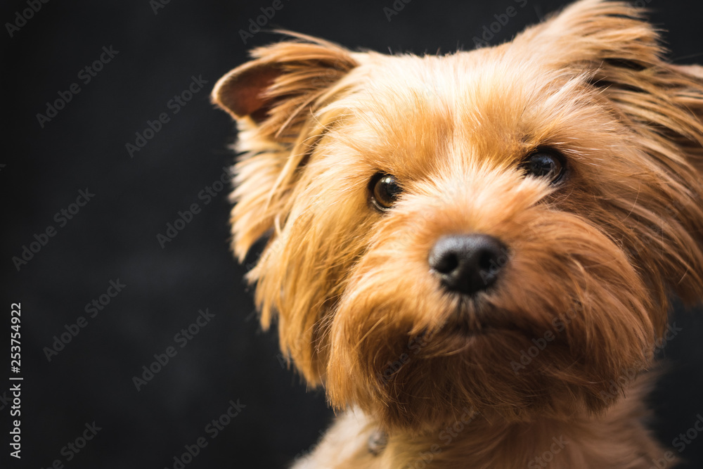 dog, yorkshire terrier, on a black background dog, yorkshire terrier, on a black background