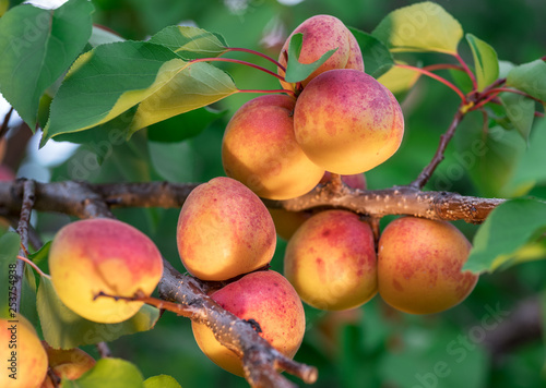 Ripe apricots on the orchard tree in the garden.