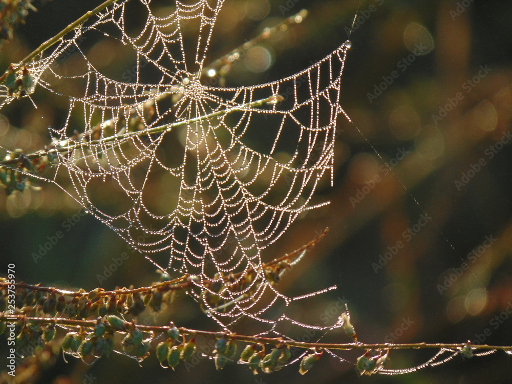 Cobweb - spiders home
