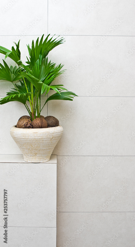 Fototapeta premium Fan plant in a pot home decoration bathroom detail