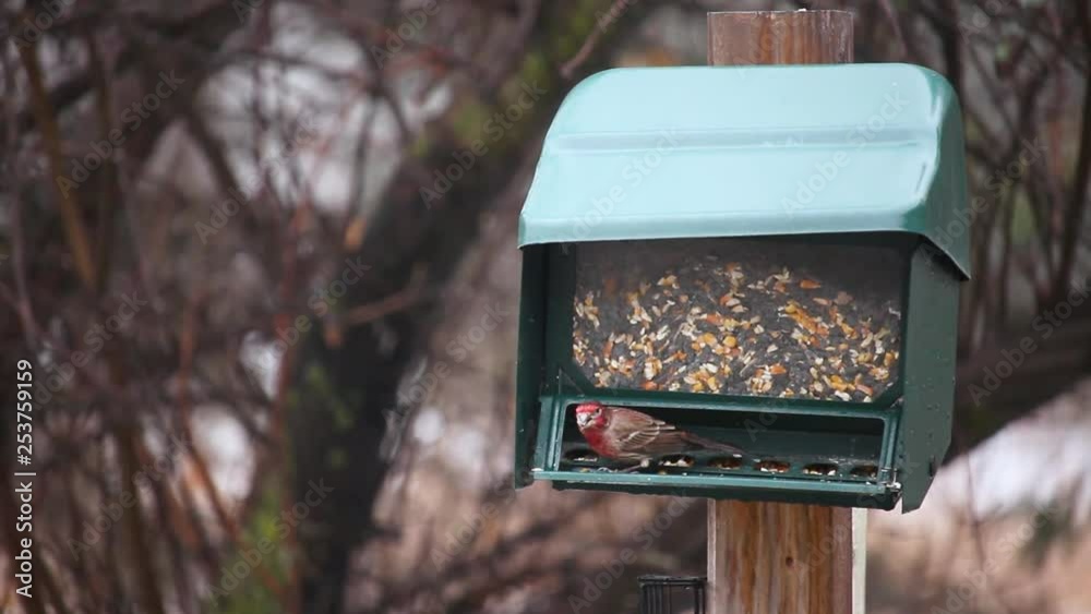 Red Bird on a Feeder during the Winter Snow Vortex Red Bird on a Feeder during the Winter Snow Vortex