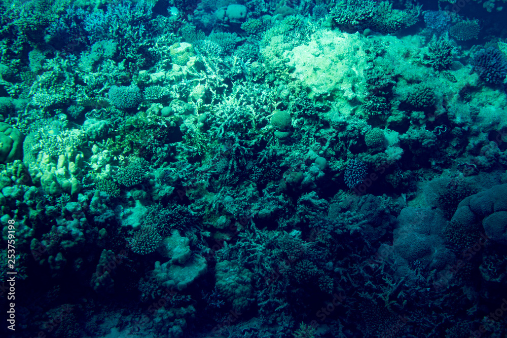 Marine Life in the Red Sea. red sea coral reef with hard corals, fishes and sunny sky shining through clean water - underwater photo. toned