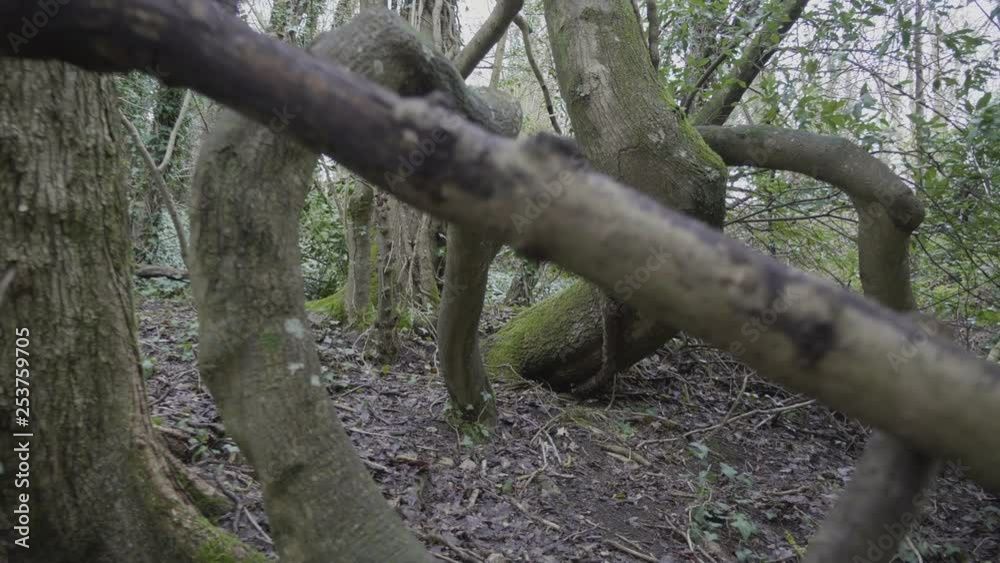 Moving slowly through some branches covered in moss Moving slowly through some branches covered in moss