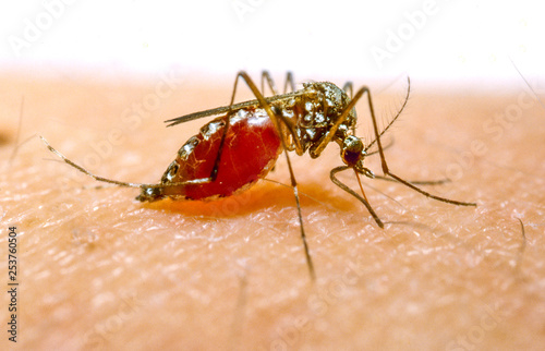mosquito anopheles stitching and sucking blood photo