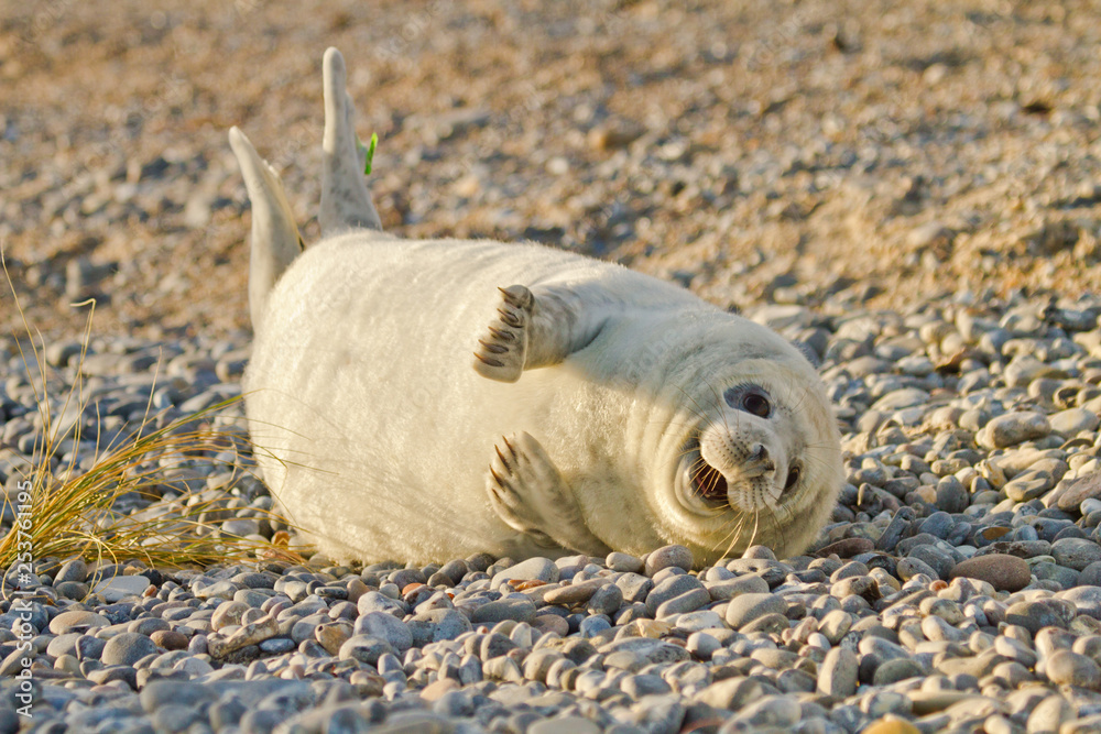 Kegelrobbe (Halichoerus grypus) Kegelrobbe (Halichoerus grypus)