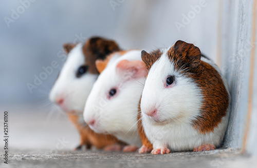 Three guinea pigs looking in the same direction