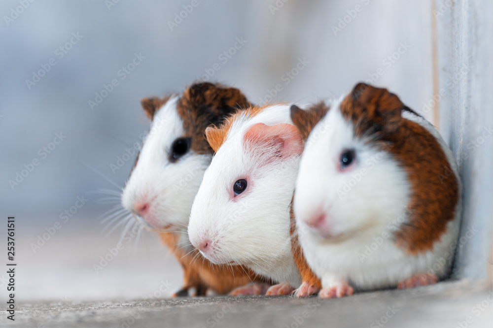 Three guinea pigs looking in the same direction Three guinea pigs looking in the same direction