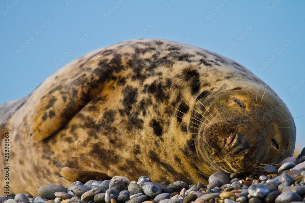 Obraz premium Kegelrobbe (Halichoerus grypus)