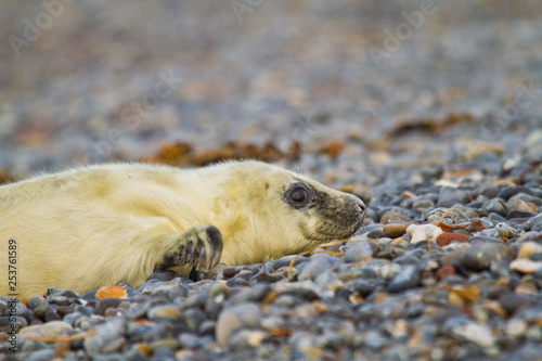 Kegelrobbe (Halichoerus grypus) photo