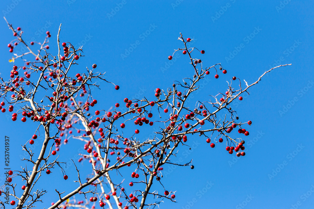 Branches of hawthorn on a background of blue sky Branches of hawthorn on a background of blue sky