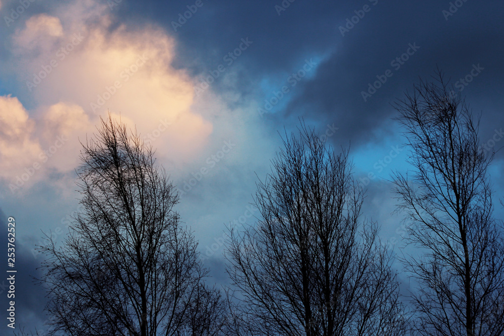 Tree tops and epic sky Tree tops and epic sky