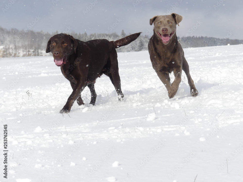 Labrador Retriever Braun und Silber spazieren im Schnee Labrador Retriever Braun und Silber spazieren im Schnee