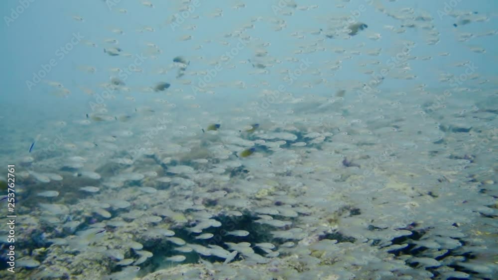 Underwater world in an ocean Underwater world in an ocean