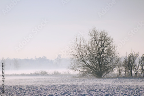 winter landscape with trees, snow and mist © Iveta