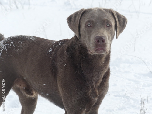  Silber Labrador Retriever im Schnee 
