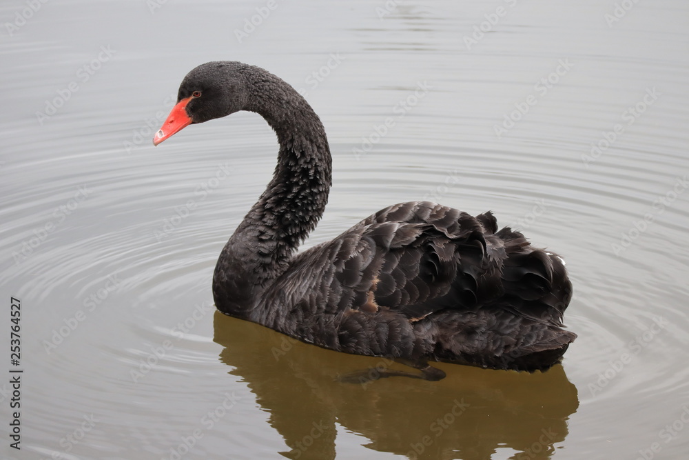 Fototapeta premium Der Schwarzschwan (Cygnus atratus)