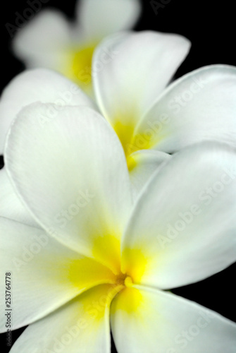 Frangipani