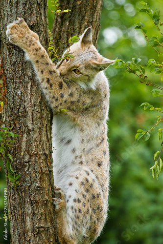 Eurasische Luchs oder Nordluchs (Lynx lynx) photo