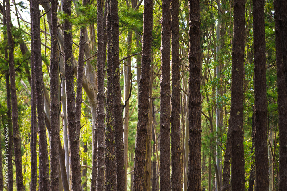 trees in forest trees in forest