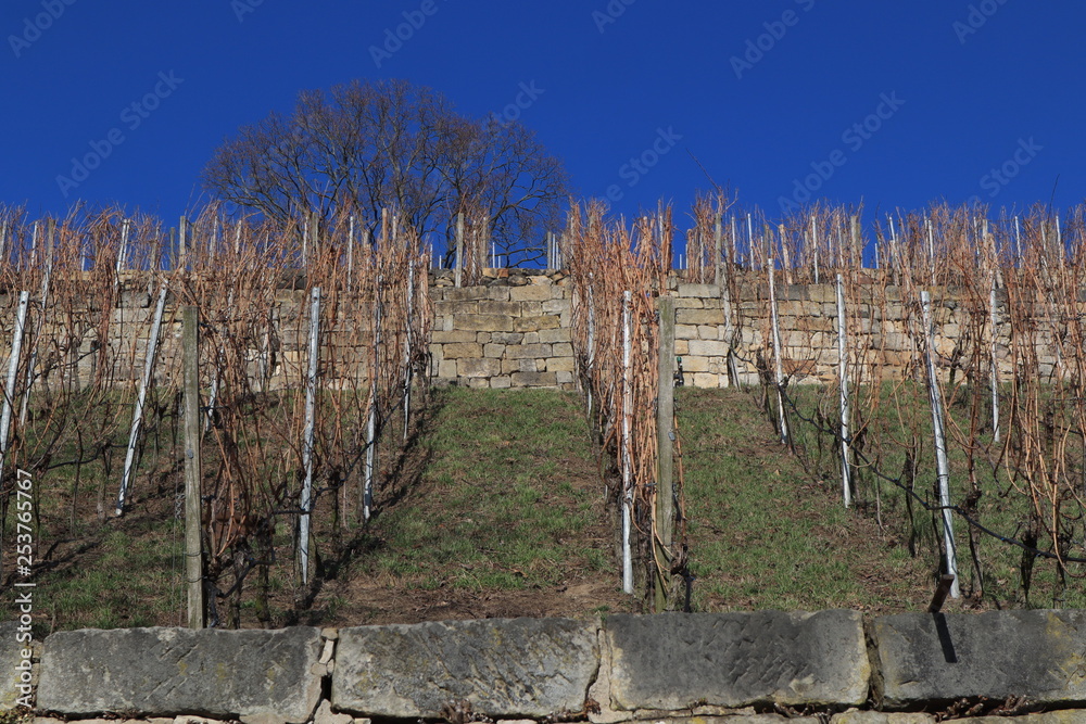 Fototapeta premium Weinberg an der Elbe in Dresden