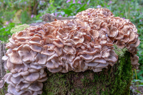 fungi on tree stump
