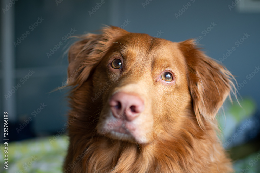 portrait of a cute dog looking at the camera