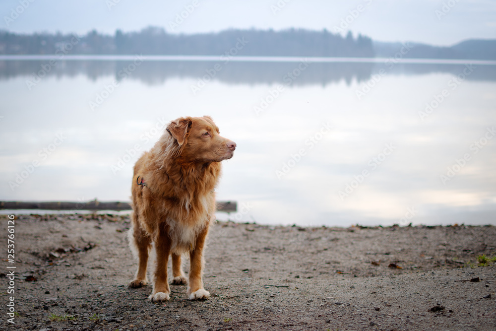 cute dog on the beach with lake in the background cute dog on the beach with lake in the background