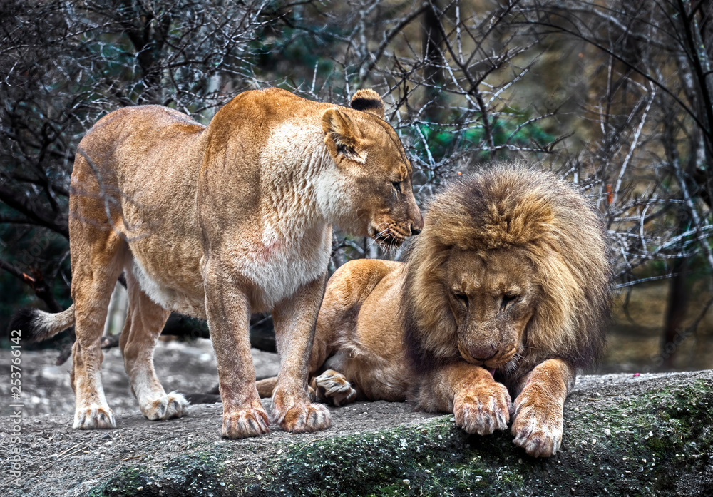 Naklejka premium Lions couple on the stone. Latin name - Panthera leo
