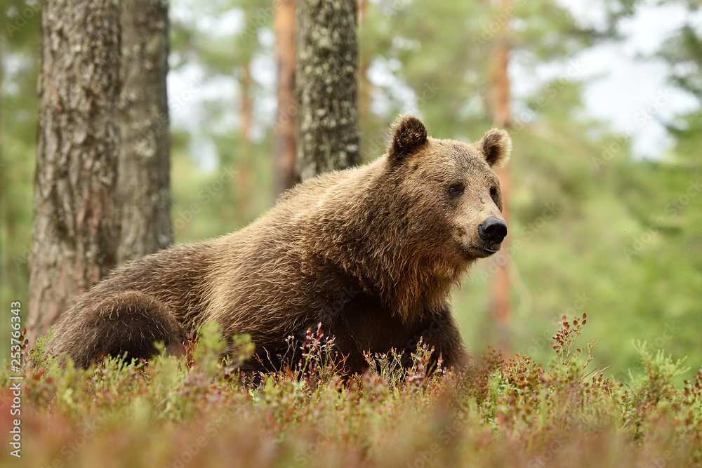 Big male brown bear resting in forest landscape. Bear lying on the ground in forest.