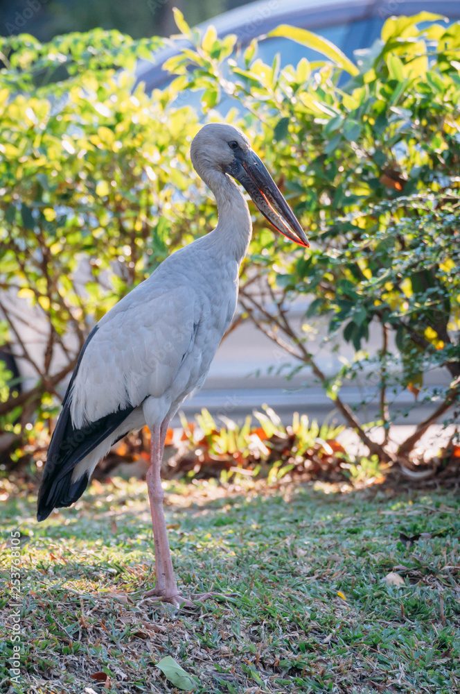 Fototapeta premium Openbill stork is looking something to eat in the afternoon , Thailand