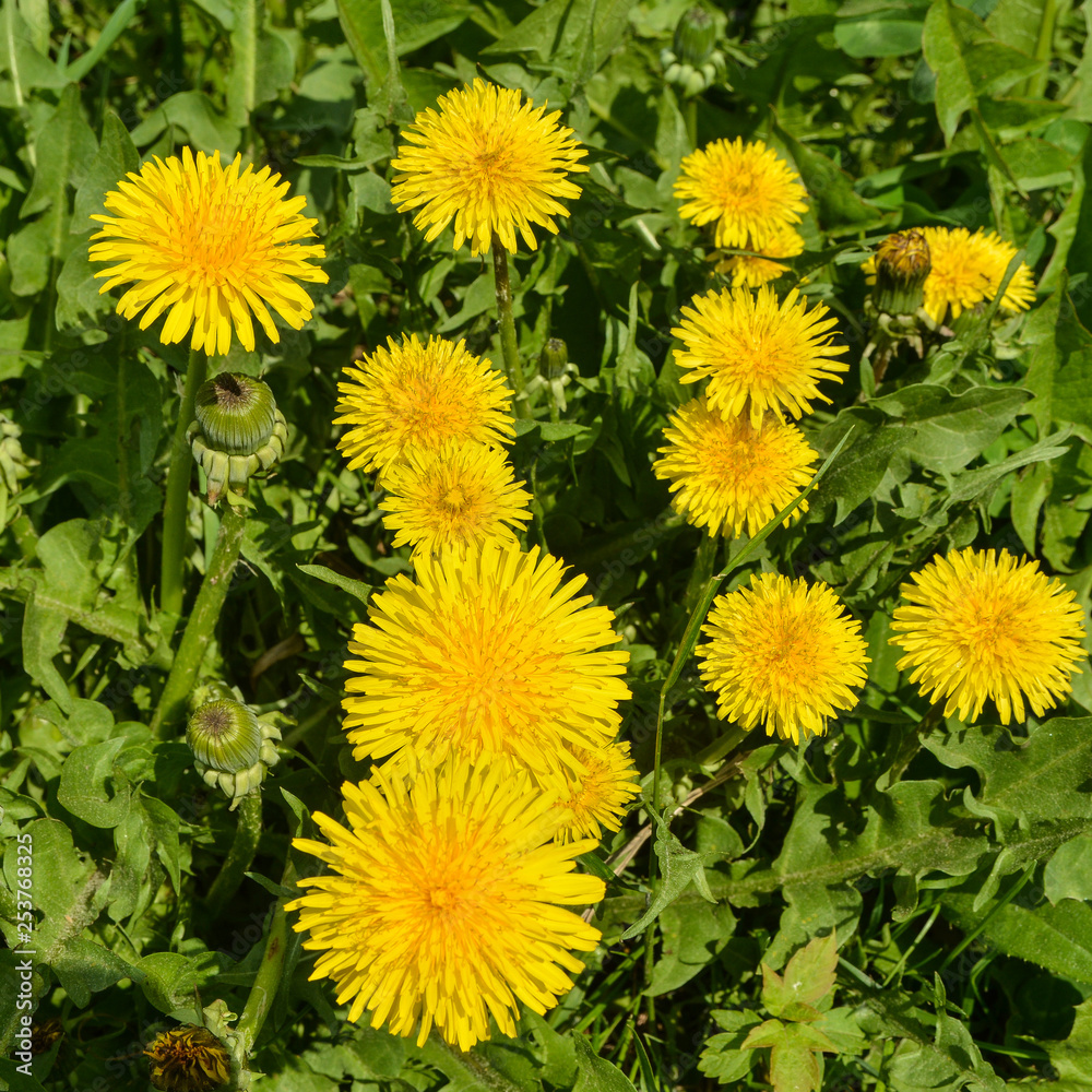 Spring yellow dandelions. Spring yellow dandelions.