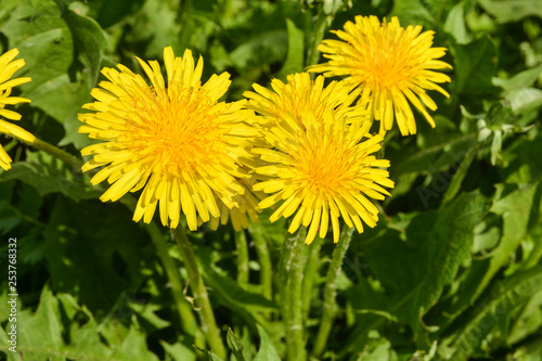 Spring yellow dandelions.