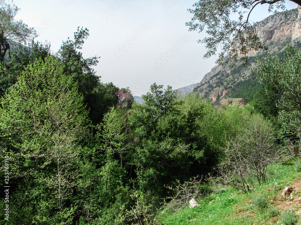 Obraz premium forest in the mountains