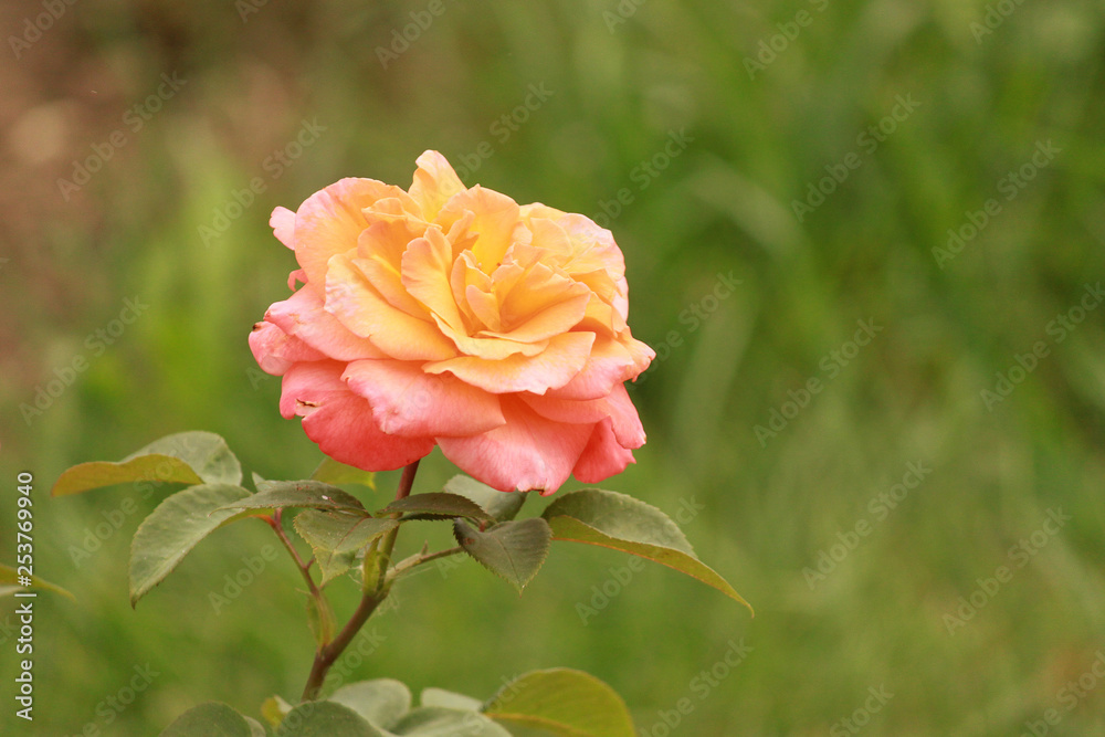 Orange rose in garden Orange rose in garden
