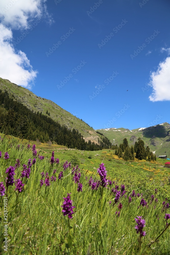 Fototapeta premium endemic flower types.artvin 