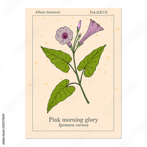 Pink morning glory Ipomoea carnea , medicinal plant
