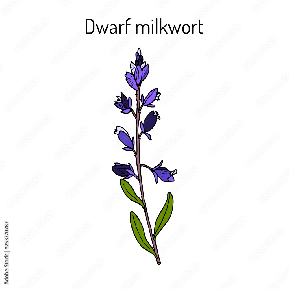 Dwarf or Kentish milkwort polygala amarella medicinal plant Stock Vector |  Adobe Stock