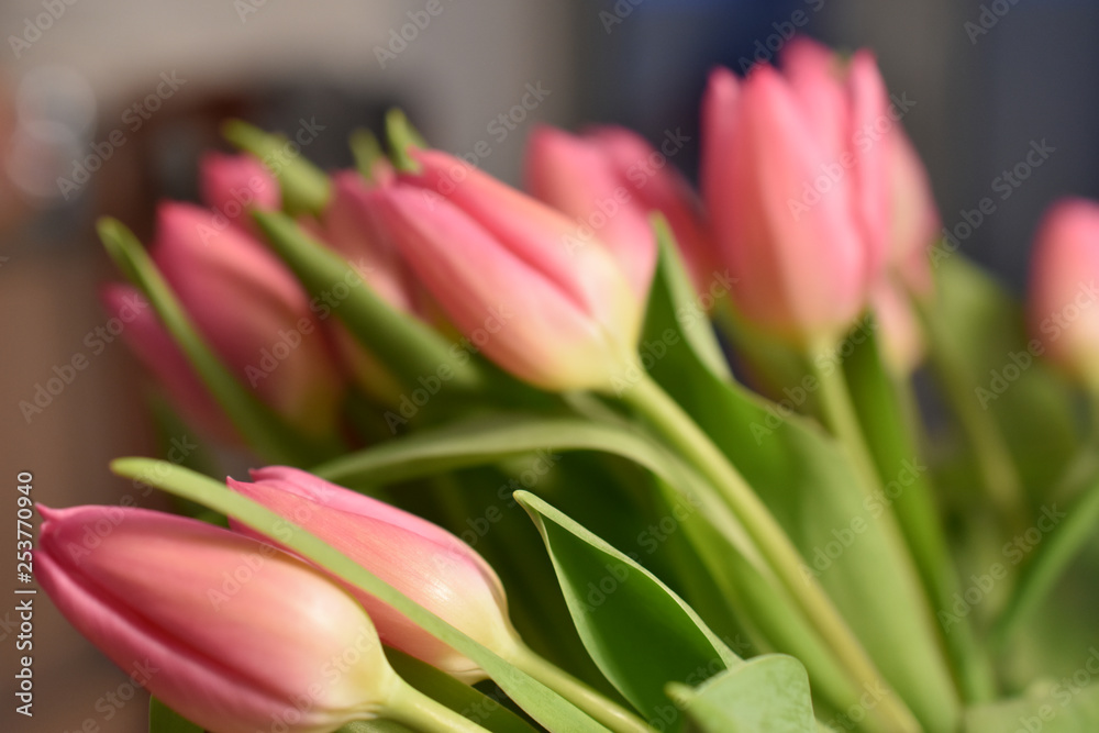 Fototapeta premium pink tulips bouquet, holiday, congratulation, blurred image