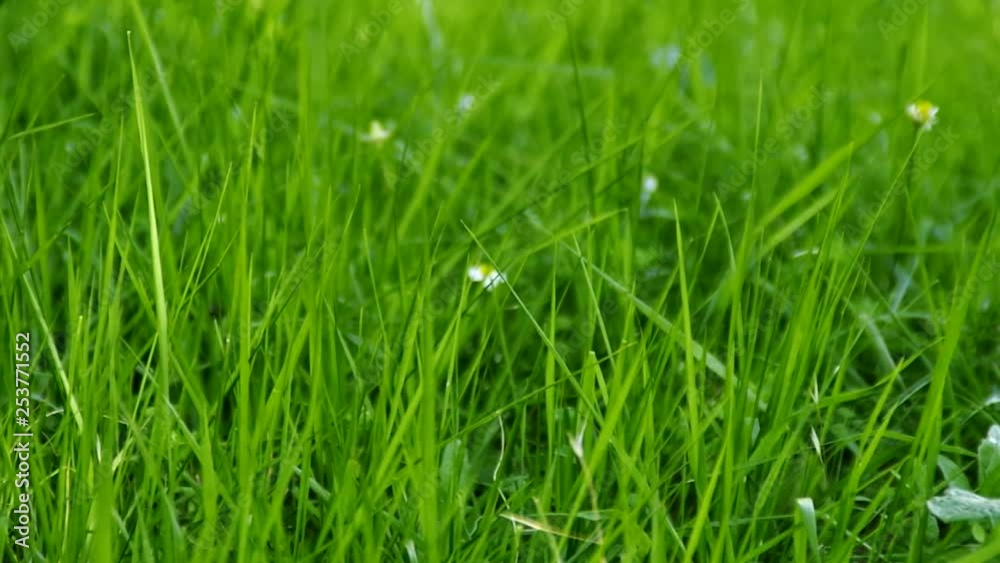 springtime lush green grass low angle close up view - HD natural light springtime lush green grass low angle close up view - HD natural light
