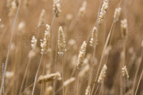 Macro close up of long grass in a field in bright sun light. Rural Australia.