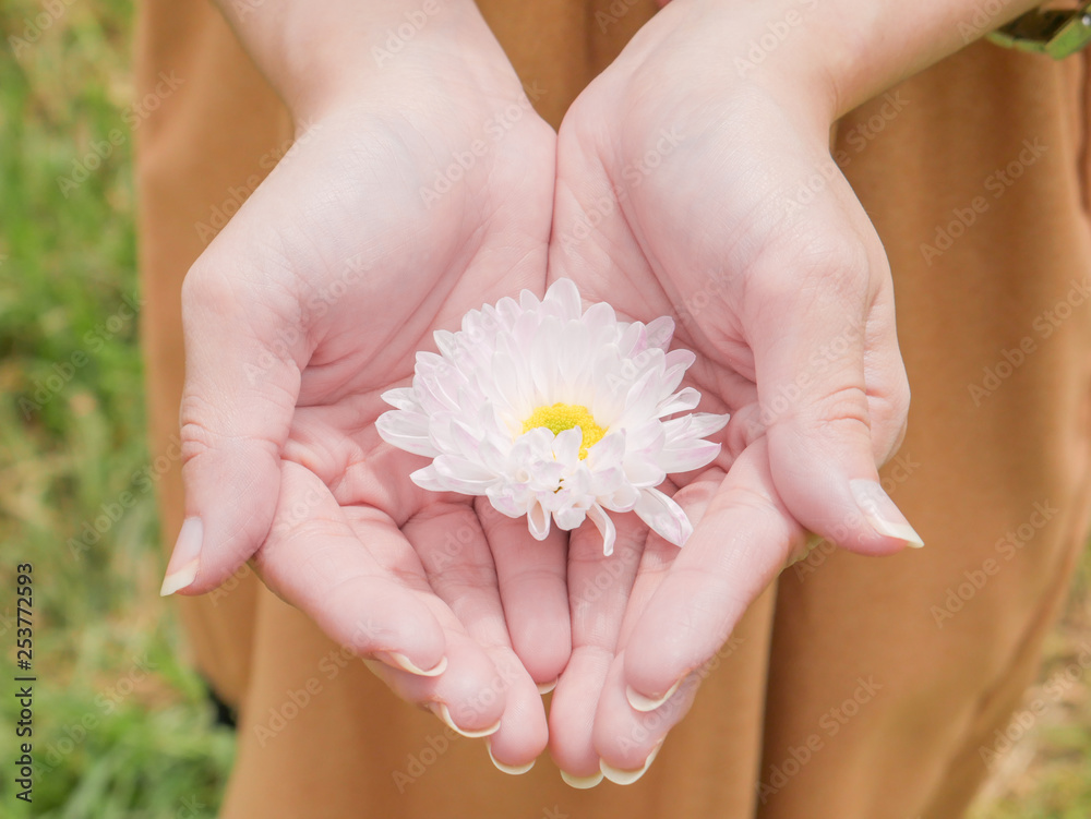 holding a beautiful white Chrysanthemum flower in both hands with garden view background