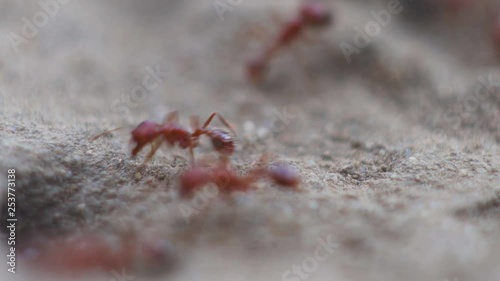 red ants climbing in and out of their ant hole photo