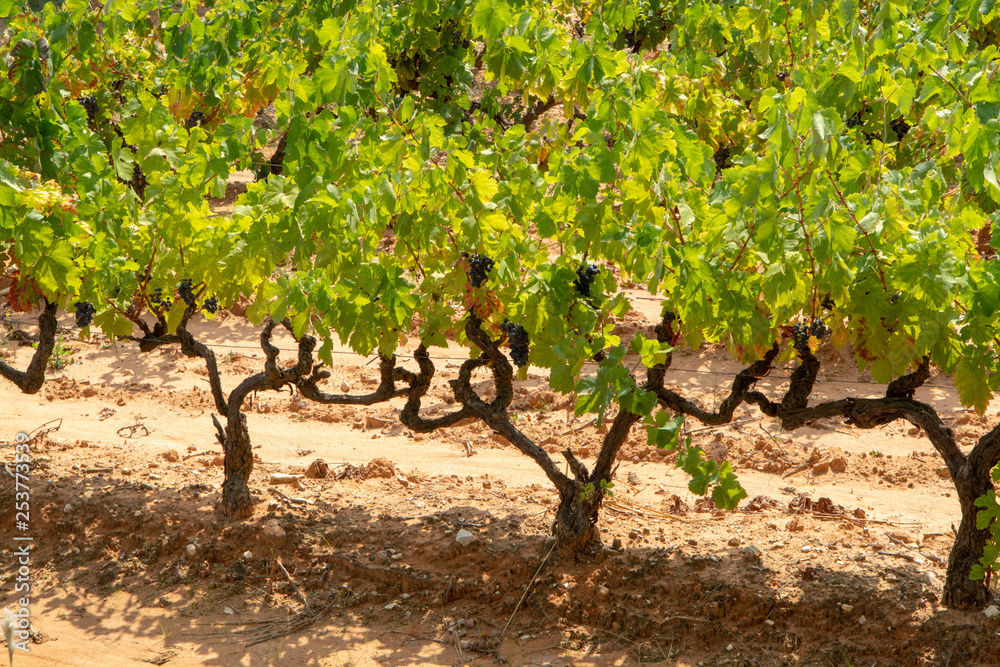 French red and rose wine grapes plant, growing on ochre mineral soil, new harvest of wine grape in France, Vaucluse Luberon AOP domain or chateau vineyard close up