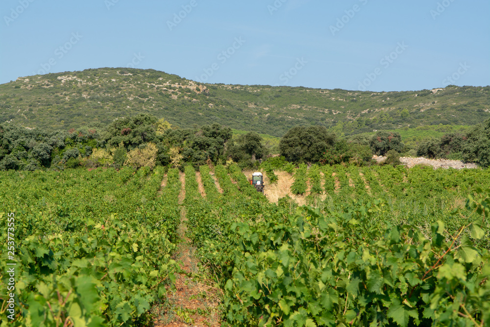 Landscape with workers collecting ripe white wine grapes plants on vineyard in France, white ripe muscat grape new harvest