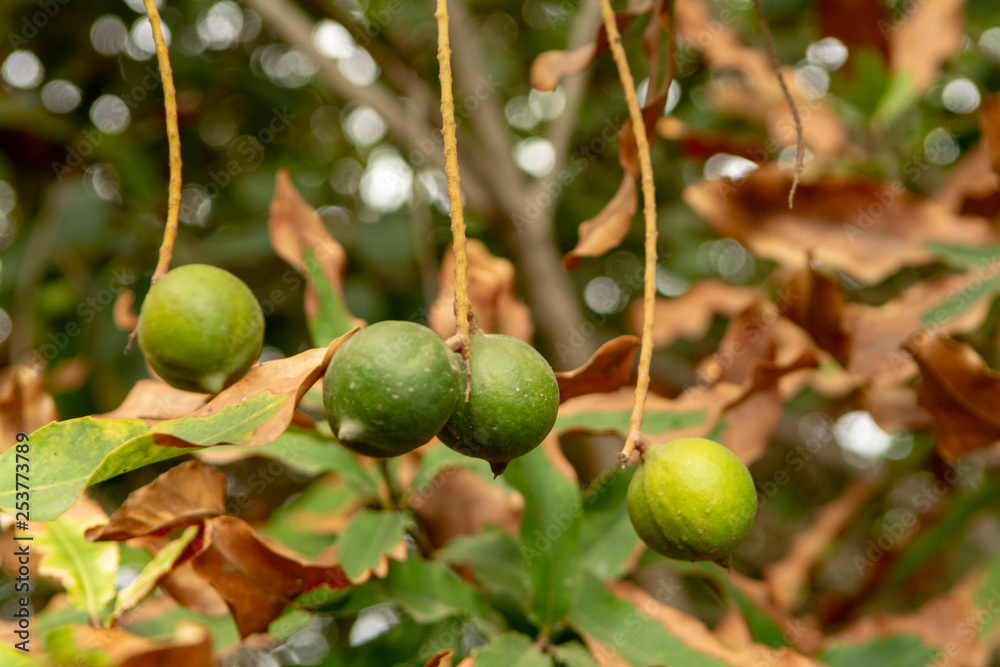 Ripe macadamia nuts handing on macadamia tree ready for harvest