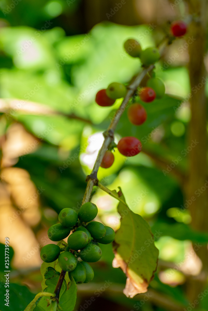 Branch of arabica coffee tree on plantation with green ripening coffee beans
