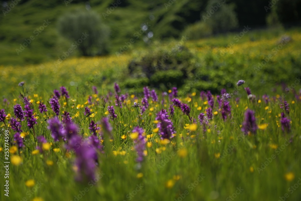 Obraz premium endemic flower types.artvin 